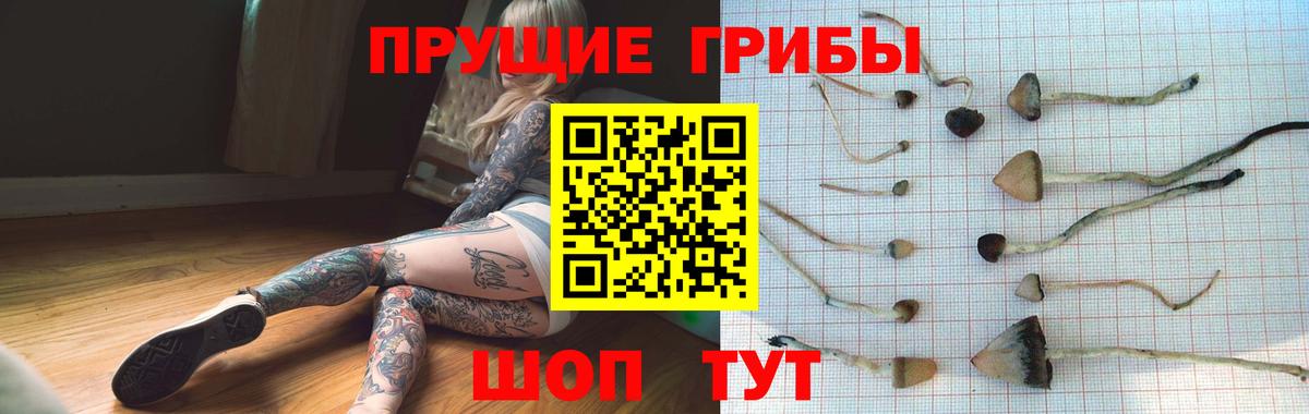 Псилоцибиновые грибы Psilocybine cubensis Энгельс